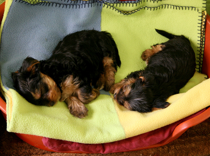 手机号轰炸机网页版