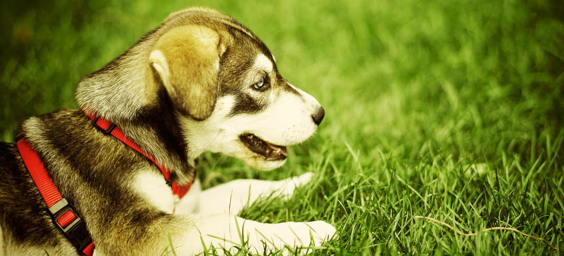 在线短信电话轰炸机