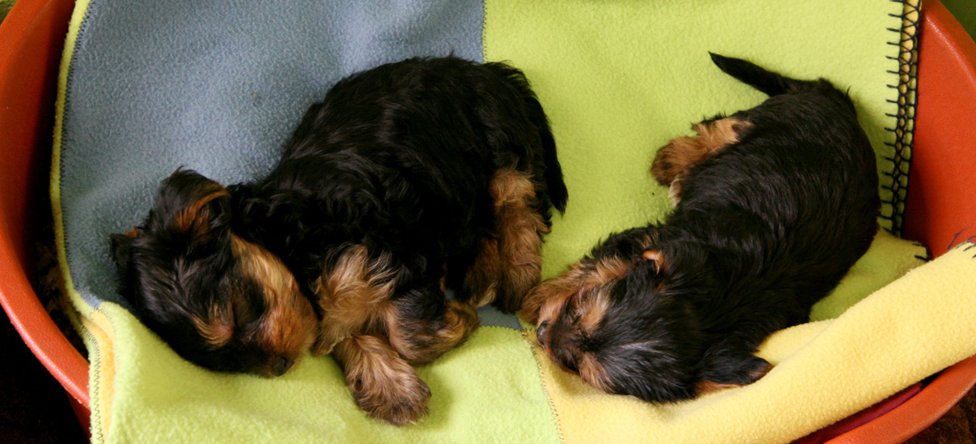 在线手机号轰炸机